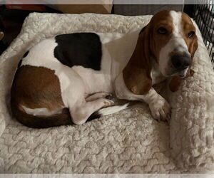 Basset Hound Dogs for adoption in Hesperia, CA, USA