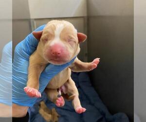 Mutt Dogs for adoption in Modesto, CA, USA