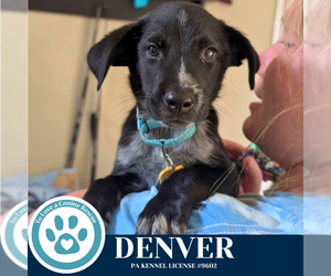 Golden Retriever-Unknown Mix Dogs for adoption in Kimberton, PA, USA