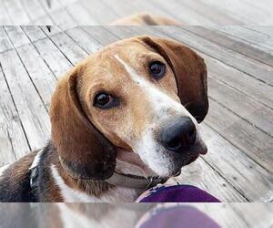 Treeing Walker Coonhound-Unknown Mix Dogs for adoption in Hinton, WV, USA