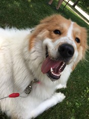 Saint Bernard-Unknown Mix Dogs for adoption in Montello, WI, USA