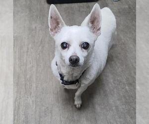 Chihuahua-Unknown Mix Dogs for adoption in Pasadena, CA, USA