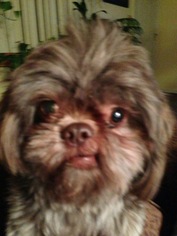 Shih Tzu Dogs for adoption in dartmouth, MA, USA
