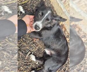 Border Collie-Chihuahua Mix Dogs for adoption in San Antonio, TX, USA