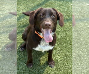 Labrador Retriever-Unknown Mix Dogs for adoption in Woodbury, NY, USA