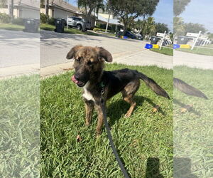 Colonial Cocker Spaniel-Unknown Mix Dogs for adoption in Royal Palm Beach, FL, USA