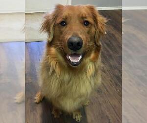 Golden Retriever Dogs for adoption in FORT WORTH, TX, USA