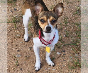 Rat Terrier Dogs for adoption in Atlanta, GA, USA