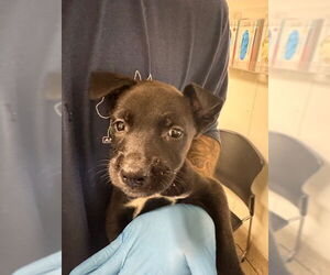 Chihuahua-Unknown Mix Dogs for adoption in Bakersfield, CA, USA