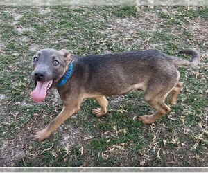 German Shepherd Dog-Unknown Mix Dogs for adoption in Riverside, CA, USA