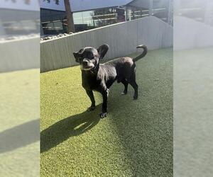 Chihuahua Dogs for adoption in San Martin, CA, USA