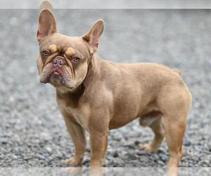 French Bulldog Dogs for adoption in Santa Cruz, CA, USA