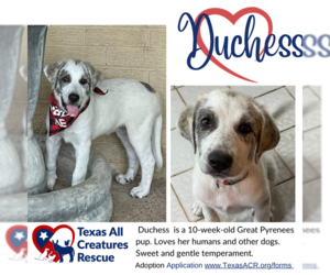 Anatolian Shepherd-Great Pyrenees Mix Dogs for adoption in Lillian, TX, USA