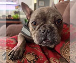 French Bulldog Dogs for adoption in Spring Lake, NC, USA