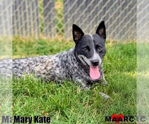 Mutt Dogs for adoption in Maryville, TN, USA