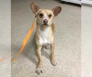 Chihuahua-Unknown Mix Dogs for adoption in Riverside, CA, USA