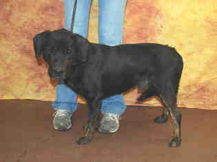 Rottweiler Dogs for adoption in Louisville, KY, USA