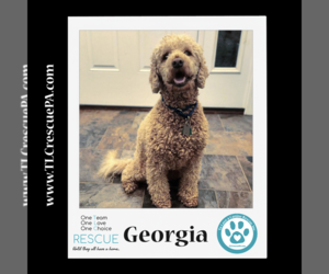 Goldendoodle (Miniature) Dogs for adoption in Kimberton, PA, USA