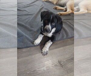 Border Collie Dogs for adoption in Winter, WI, USA