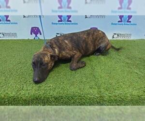 Plott Hound Dogs for adoption in Orlando, FL, USA
