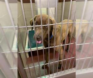Chesador Dogs for adoption in Murfreesboro, TN, USA