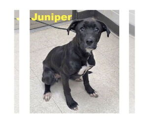 Medium Photo #6 Labrador Retriever Puppy For Sale in Mooresville, NC, USA