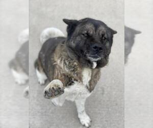 Akita Dogs for adoption in Millersville, MD, USA