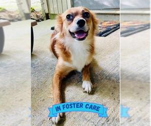 Pomeranian-Unknown Mix Dogs for adoption in Tallahassee, FL, USA