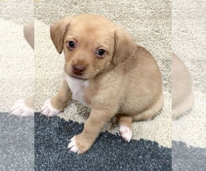 Chihuahua-Unknown Mix Dogs for adoption in Corona, CA, USA