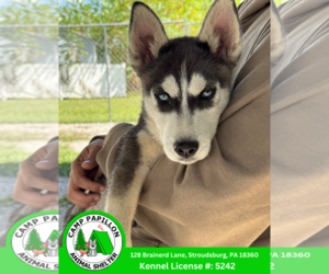 Huskies -Unknown Mix Dogs for adoption in Stroudsburg, PA, USA