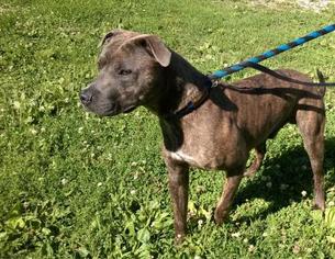American Pit Bull Terrier Dogs for adoption in Terre Haute, IN, USA