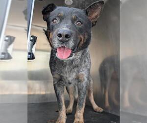 Mutt Dogs for adoption in San Antonio, TX, USA