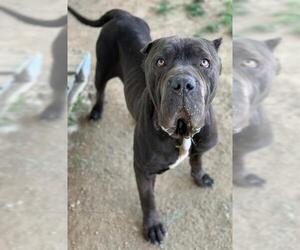 Mutt Dogs for adoption in Riverside, CA, USA