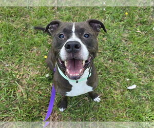 American Pit Bull Terrier-Unknown Mix Dogs for adoption in Millersville, MD, USA