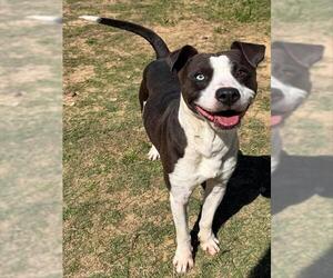 Mutt Dogs for adoption in Augusta, GA, USA