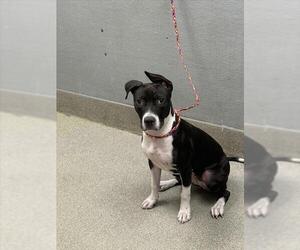 American Pit Bull Terrier-Unknown Mix Dogs for adoption in Las Vegas, NV, USA