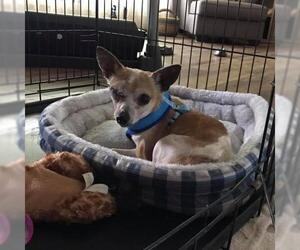 Chihuahua Dogs for adoption in Flora, IL, USA