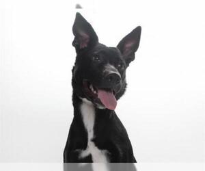 Shepradors Dogs for adoption in Burbank, CA, USA