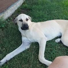Medium Photo #1 Great Dane-Unknown Mix Puppy For Sale in Bloomington, MN, USA