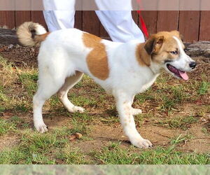 Sheprador Dogs for adoption in Wetumpka, AL, USA