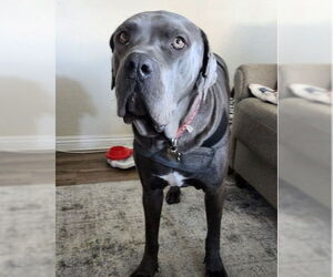 Mutt Dogs for adoption in San Diego, CA, USA