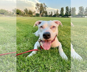 American Pit Bull Terrier-American Staffordshire Terrier Mix Dogs for adoption in Mission Viejo, CA, USA