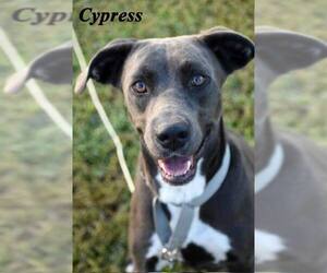 Labrador Retriever-Unknown Mix Dogs for adoption in Unionville, PA, USA