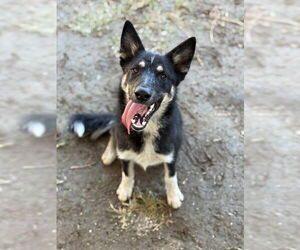 German Shepherd Dog Dogs for adoption in Riverside, CA, USA