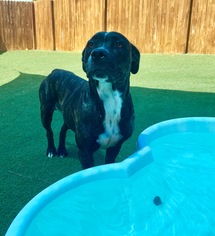 Bullboxer Pit Dogs for adoption in Sebring, FL, USA