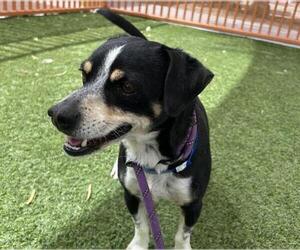Chihuahua-Unknown Mix Dogs for adoption in Las Vegas, NV, USA