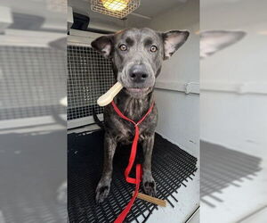 American Pit Bull Terrier-Unknown Mix Dogs for adoption in San Bernardino, CA, USA