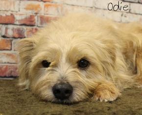 Cairn Terrier Dogs for adoption in Hot Springs Village, AR, USA