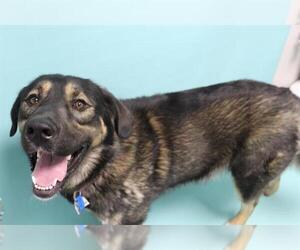 German Shepherd Dog-Siberian Husky Mix Dogs for adoption in Frisco, CO, USA