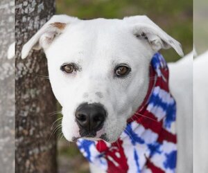 Small American Pit Bull Terrier Mix